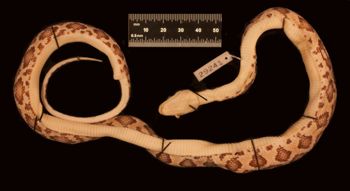 Media type: image;   Herpetology R-29241